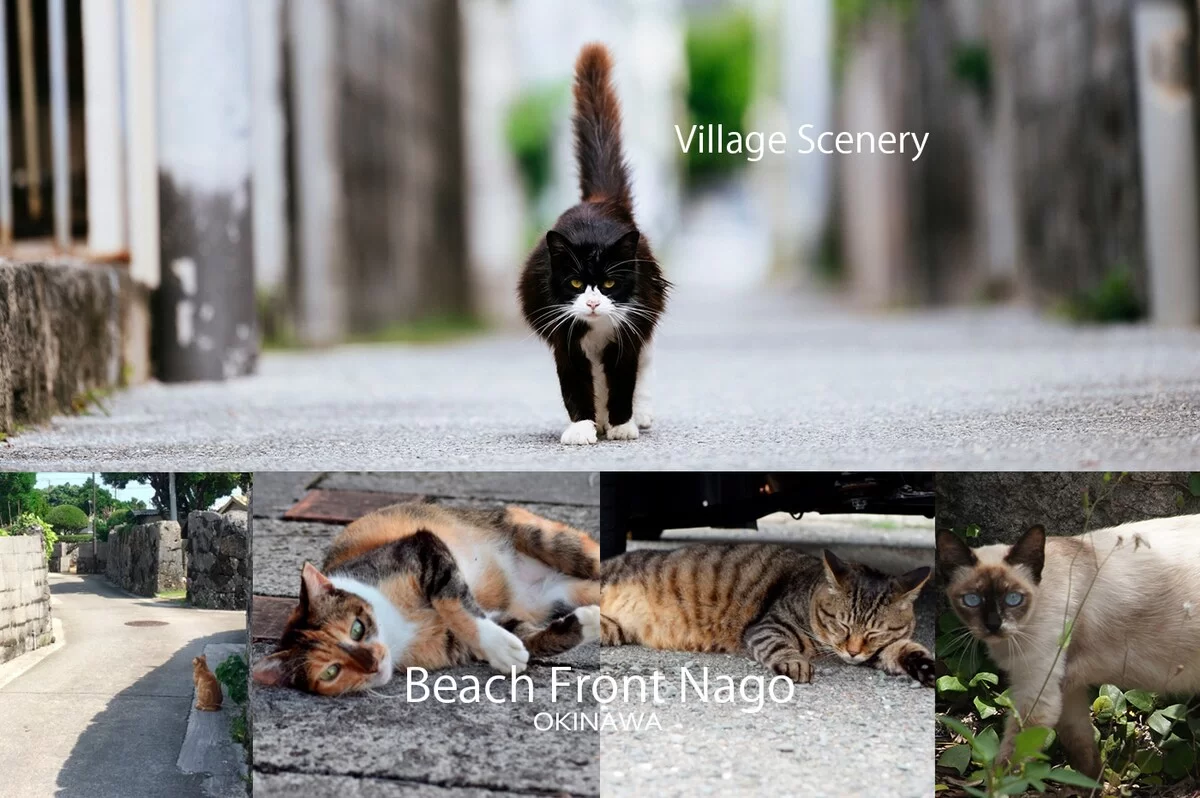 沖縄の集落の猫たち